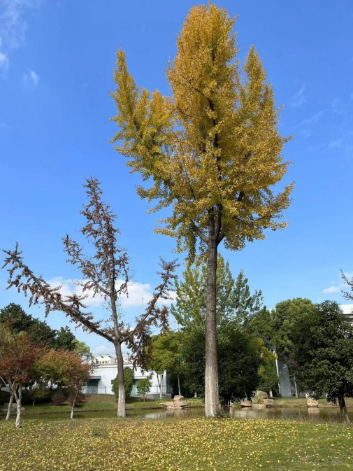 091691545124111139.png image.png