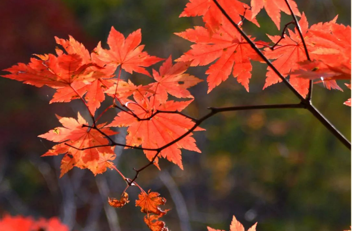 071701949455187190.png image.png